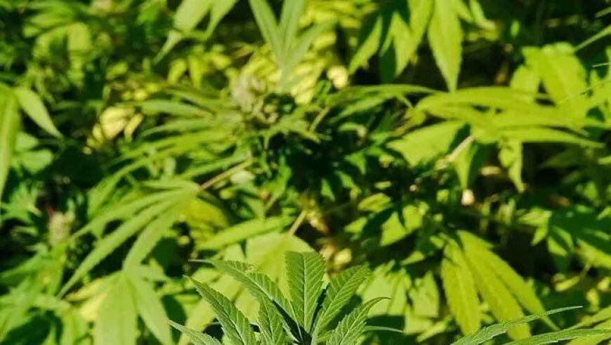 TikTok在美国停止服务,新澳今天最新资料2025年开奖号码是多少,动态词语解释落实_云端版V6.83